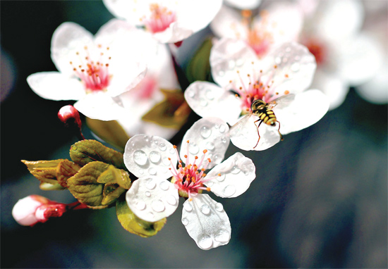 山杏報(bào)春，蜜蜂出動(dòng)