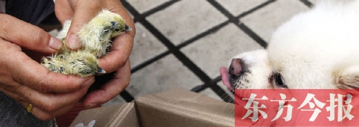 彭女士從老家?guī)?lái)的毛雞蛋，應(yīng)該屬于“活胎毛蛋”