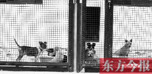 被主人遺棄的小狗暫時寄居在鄭州市犬只收容中心內(nèi)，如果沒有人來認(rèn)領(lǐng)，他們將被處以安樂死