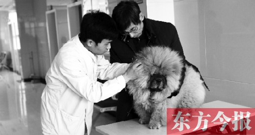 在一家大型寵物醫(yī)院里，生病的狗狗正在接受治療