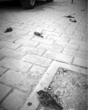 目擊者稱南京麻雀死亡如下餃子一樣從樹(shù)上落下