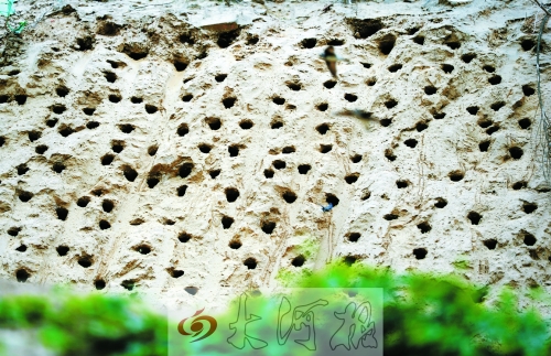 萬余只崖沙燕筑巢鄭州西郊工地 萬余只崖沙燕筑巢鄭州西郊工地