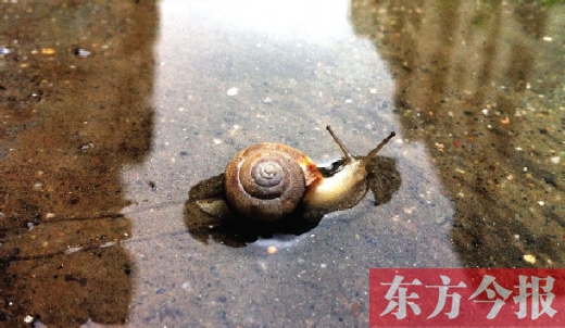 堵車(chē)俺不怕，就怕發(fā)大水，這不，一大早蹚水過(guò)街，現(xiàn)在已經(jīng)是下午了，俺還在馬路中間呢