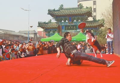 5歲金毛犬會(huì)加減乘法 蒙上雙眼可準(zhǔn)確"說(shuō)"出男女人數(shù) 5歲金毛犬會(huì)加減乘法 蒙上雙眼可準(zhǔn)確"說(shuō)"出男女人數(shù)