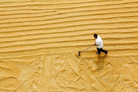 6月7日，內(nèi)黃縣城關(guān)鎮(zhèn)農(nóng)民在晾曬小麥。