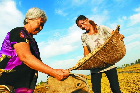 8月24日，內(nèi)黃縣城關(guān)鎮(zhèn)農(nóng)民在收獲早熟花生。