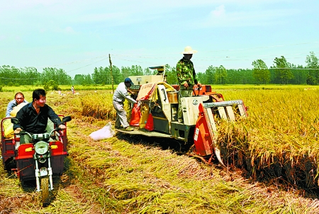 8月25日，農(nóng)機(jī)手在固始縣泉河鄉(xiāng)王樓村稻田里開(kāi)始機(jī)收水稻。