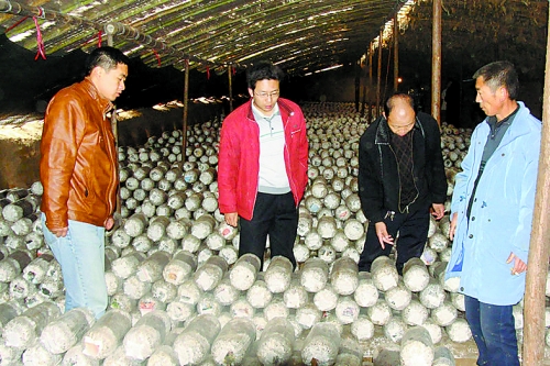 張泉鑫（左二）指導(dǎo)食用菌種植戶解決技術(shù)難題。