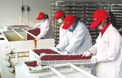 雖是寒冬，內(nèi)黃紅棗加工生產(chǎn)依然熱火朝天。