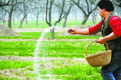 3月18日，內(nèi)黃縣城關(guān)鎮(zhèn)農(nóng)民在給小麥?zhǔn)┓?。眼下正是冬小麥返青的關(guān)鍵時(shí)期，內(nèi)黃縣廣大農(nóng)民積極開展以澆水