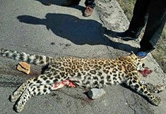 山西公路現(xiàn)國家一級保護(hù)動(dòng)物金錢豹