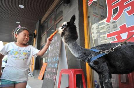女子網(wǎng)購(gòu)羊駝被當(dāng)狗 女子網(wǎng)購(gòu)羊駝被當(dāng)狗