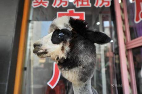 女子網(wǎng)購(gòu)羊駝被當(dāng)狗 女子網(wǎng)購(gòu)羊駝被當(dāng)狗