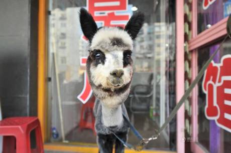 女子網(wǎng)購(gòu)羊駝被當(dāng)狗 女子網(wǎng)購(gòu)羊駝被當(dāng)狗