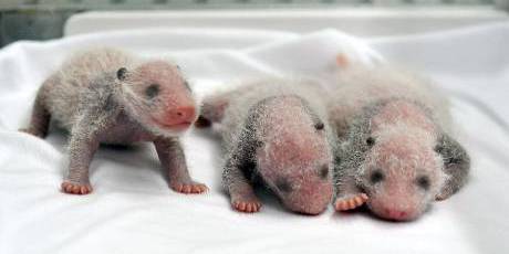 全球首例存活的大熊貓三胞胎 全球首例存活的大熊貓三胞胎