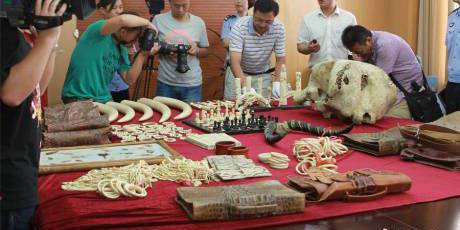 寧波海關(guān)查獲走私珍貴動(dòng)物制品