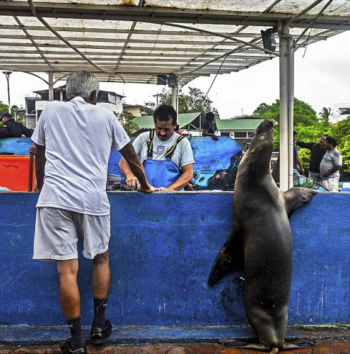 海獅變魚攤?？?排隊“購買”金槍魚