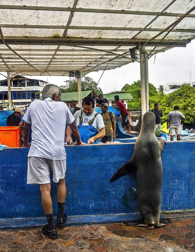 海獅變魚攤?？?排隊“購買”金槍魚