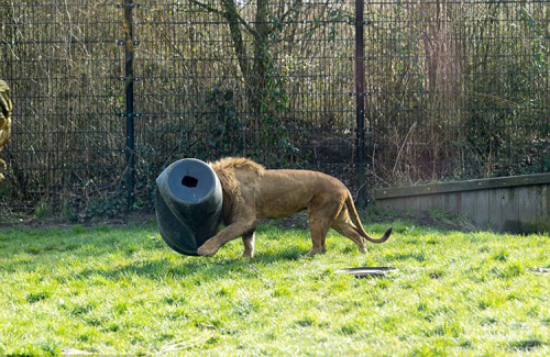 荷蘭動物園一獅子頭被卡塑料桶 荷蘭動物園一獅子頭被卡塑料桶