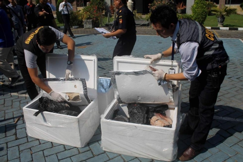 印尼海關查獲并銷毀1.3噸冷凍穿山甲