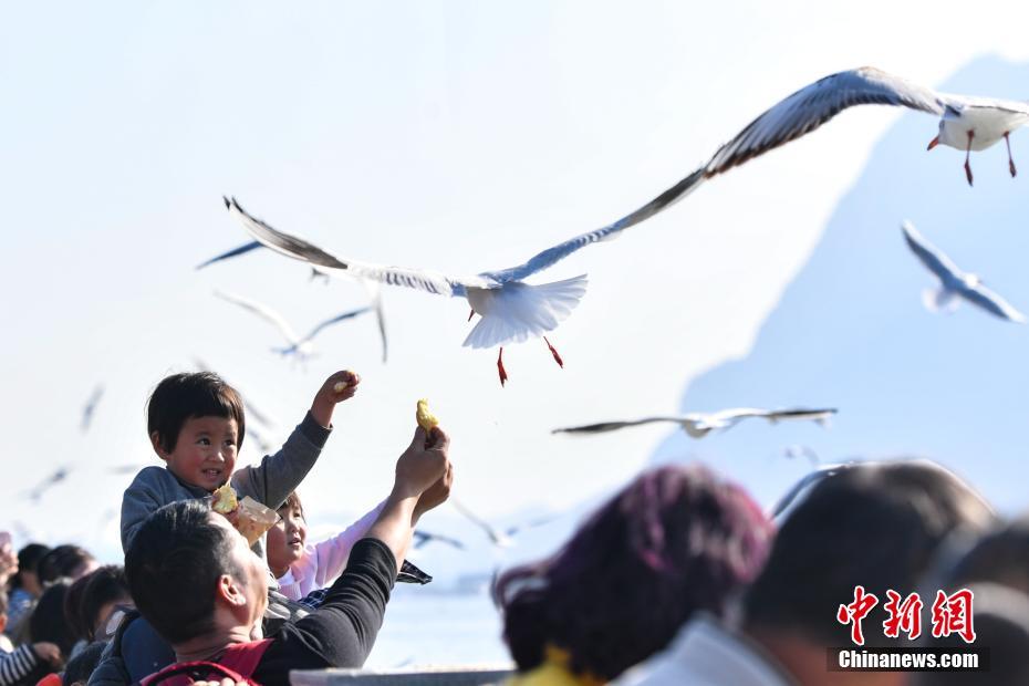 萬只紅嘴鷗飛抵昆明滇池 萬只紅嘴鷗飛抵昆明滇池