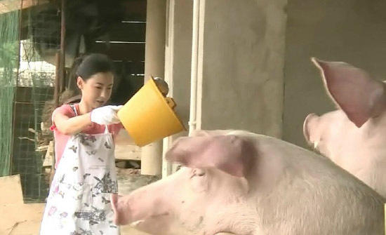 張柏芝喂豬 張柏芝喂豬