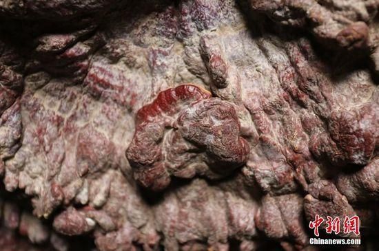 鄭州現(xiàn)巨型靈芝 最大直徑1.5米生長(zhǎng)年份超過200年