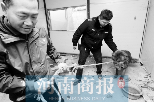 麻藥起作用后，這只藏獒被執(zhí)法人員控制