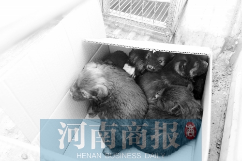 一家只能養(yǎng)一只狗，多余的被暫扣