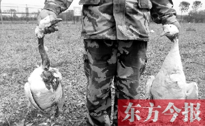 濟源一山間農(nóng)場遭襲，死傷200多只大鵝