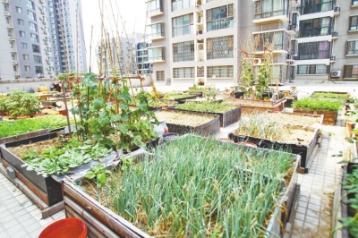  小區(qū)3層商鋪的樓頂是個大平臺，個人圍起來的“小菜園”約有50多個。