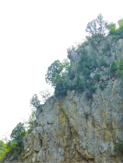 南太行山崖長的只是側柏,不是崖柏。