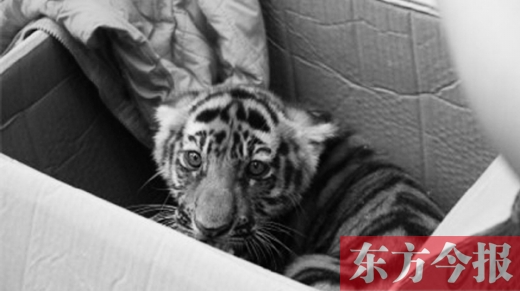 三門峽6人團(tuán)伙集資25萬(wàn)網(wǎng)購(gòu)孟加拉幼虎被抓獲 三門峽6人團(tuán)伙集資25萬(wàn)網(wǎng)購(gòu)孟加拉幼虎被抓獲