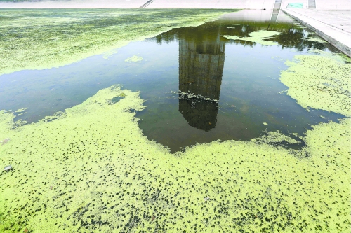 幾近干涸、臭氣熏天、長滿水草的東風渠，已不見往日容顏　 記者 侯建勛/攝