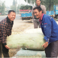 新鄉(xiāng)菜農(nóng)種出“巨無霸”冬瓜 重150斤需兩個壯漢抬 新鄉(xiāng)菜農(nóng)種出“巨無霸”冬瓜 重150斤需兩個壯漢抬