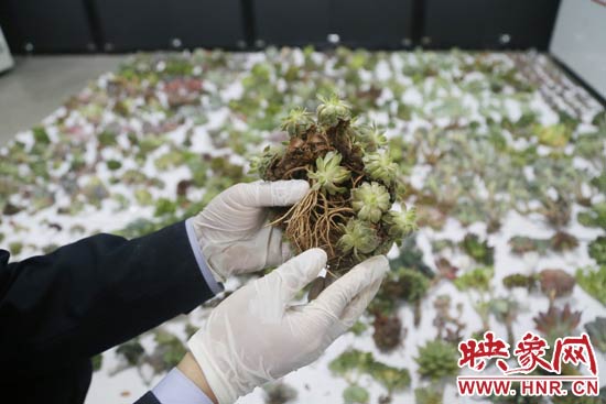 這些被截獲的多肉植物郵件面單上的品名大多申報為“禮物”、“衣服”等，屬于瞞報行為。