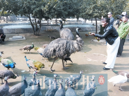 “鳥(niǎo)媽媽”在喂鳥(niǎo) “鳥(niǎo)媽媽”在喂鳥(niǎo)