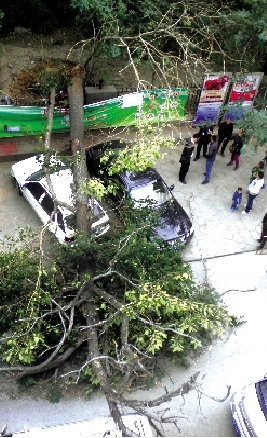 商城遺址城墻上老桐樹倒下砸仨車 商城遺址城墻上老桐樹倒下砸仨車