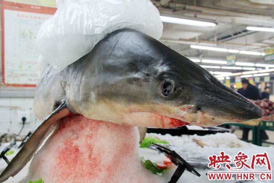 這條鯊魚長約1.5米，寬約0.5米，上身被碎冰覆蓋，保存較完整。