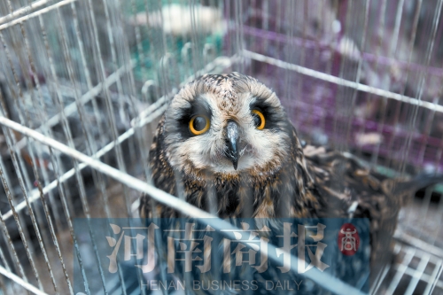 鄭州女子販鷹被查 舉報鄰居是“販鷹大戶”遭對方回擊 鄭州女子販鷹被查 舉報鄰居是“販鷹大戶”遭對方回擊