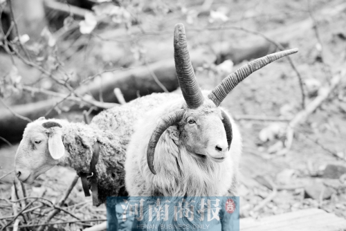 “咩……我的原主人說(shuō)，他養(yǎng)了一輩子羊，也沒(méi)見(jiàn)過(guò)我這種情況”