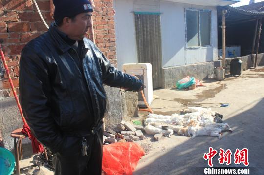 圖為家禽收購(gòu)點(diǎn)的陳姓工作人員介紹，是這些愛狗人士的封堵讓這些兔子無(wú)辜死去?！●R義恒　攝