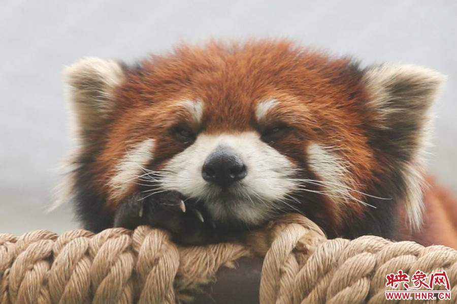 小熊貓?jiān)谑澜绺鲃?dòng)物園中是相當(dāng)受歡迎的動(dòng)物。