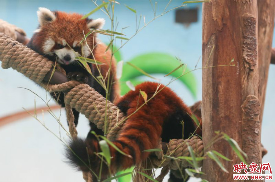 憨態(tài)可掬的小熊貓備受小朋友們的喜愛(ài)。