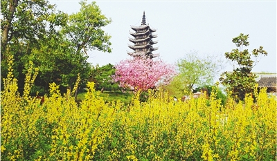 綠博園盛開的鮮花“期待”和市民“約會”。