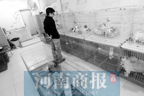 市民反映，淮河路“緣寵”寵物店曾出售疑似患病的狗