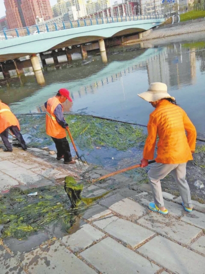 每天出動六十人次進(jìn)行打撈，也難以遏制綠藻蔓延。