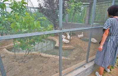 救助鳥類的大籠子里沒有鳥類，鴨子和鵝占了“鵲巢