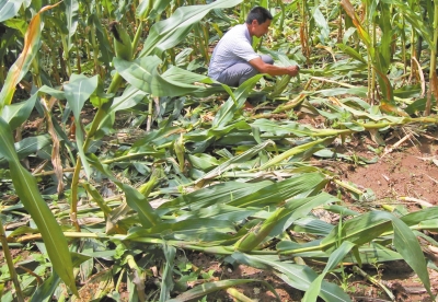 甕峪村一莊稼地，被野豬糟蹋的玉米。