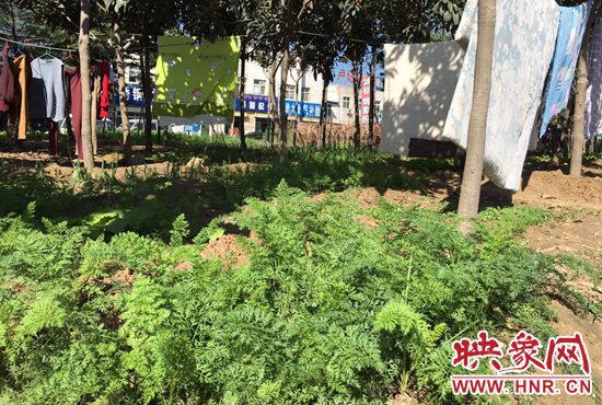 西四環(huán)中原路交叉口，大片生態(tài)廊道被毀，變成私家菜園。